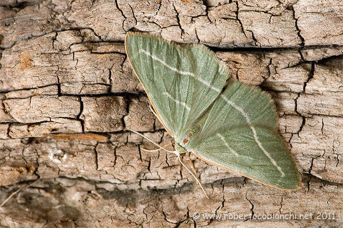 piccola falena da identificare